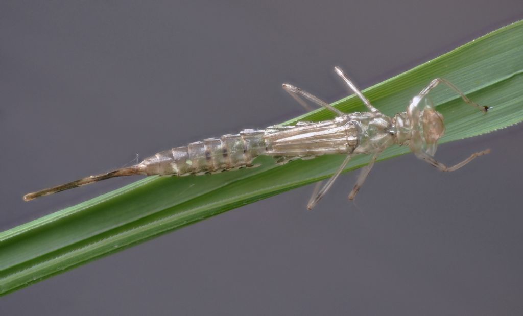 Coenagrionidae, anzi no, Lestidae: exuvia da id